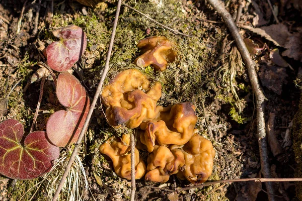 Pilze Gyromitra Zeitigen Frühling Nahaufnahme — Stockfoto