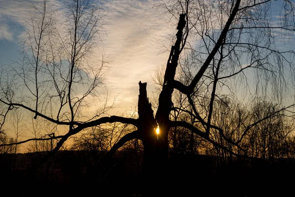 Slunce Svítí Popraskaným Stromem Při Západu Slunce — Stock fotografie