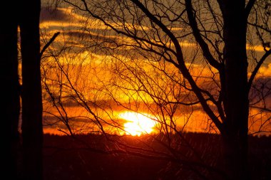 Ağaç dallarının arkasında güzel, kızıl gün batımı