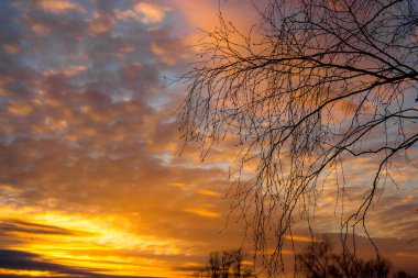Ağaç siluetlerinin arkasında renkli çok renkli günbatımı
