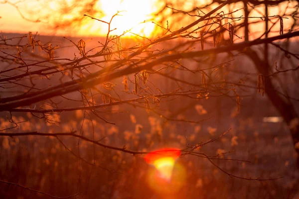 Beau Coucher Soleil Derrière Les Branches Des Arbres — Photo