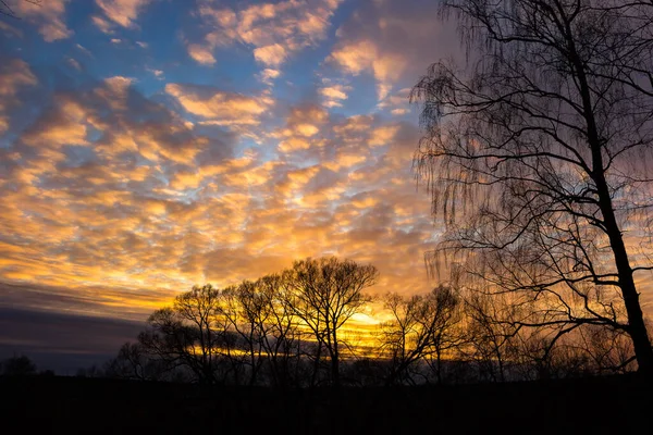 Барвистий Багатобарвний Захід Сонця Силуетами Дерев — стокове фото
