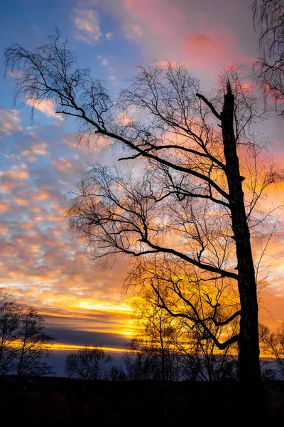 Pôr Sol Multicolorido Colorido Atrás Das Árvores — Fotografia de Stock