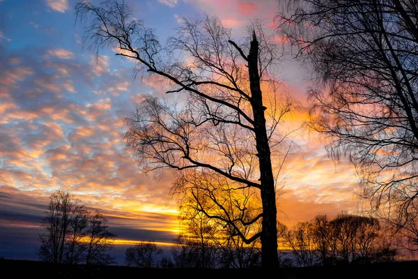 Цветной Многоцветный Закат Деревьями — стоковое фото