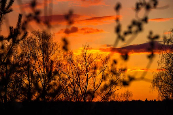 Jasnopomarańczowy Zachód Słońca Sylwetki Gałęzi Drzew — Zdjęcie stockowe