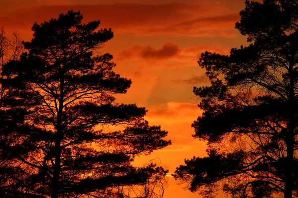 Πολύχρωμο Φλογερό Ηλιοβασίλεμα Πίσω Από Τις Κορώνες Των Δέντρων — Φωτογραφία Αρχείου