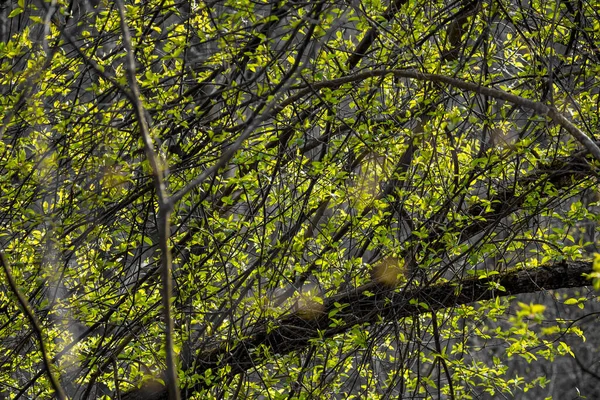 Leuchtend Grünes Laub Auf Grauem Hintergrund Der Beginn Des Frühlings — Stockfoto