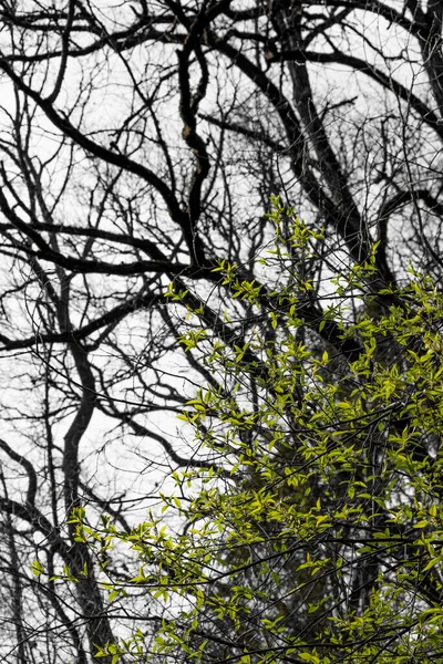Jasnozielone Liście Szarym Tle Otoczenia Początek Wiosennej Roślinności Drzew — Zdjęcie stockowe