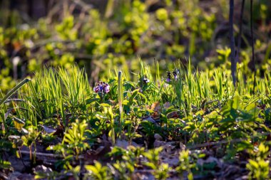 Bereketli Yeşil Çimen ve Ciğerotu Güneşte