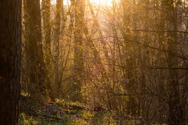 Słońce Przenika Przez Las Początek Wiosennej Roślinności Drzew — Zdjęcie stockowe