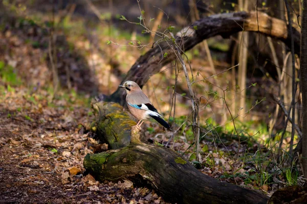 Avrasya Alakarga Kuşu Garrulus Glandarius Devrilmiş Bir Ağaçtaki Ormanda — Stok fotoğraf