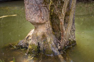 Kunduzlar tarafından kemirilen bir ağaç.