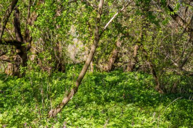 Bereketli, yemyeşil çalılıklar güneşe bulanmış.