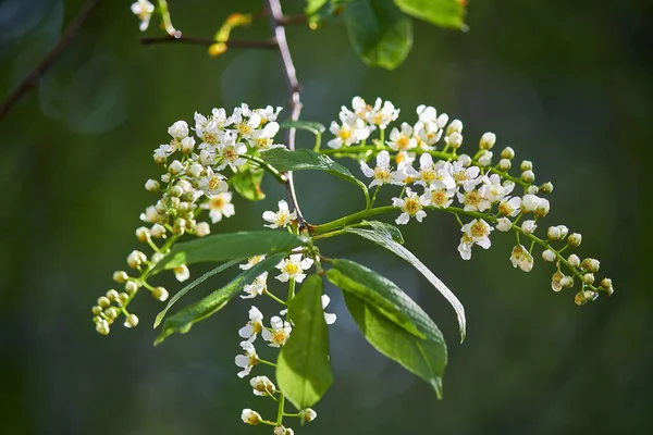 Virágzó Madár Cseresznye Prunus Padus Hackberry Hagberry Vagy Mayday Májusban — Stock Fotó