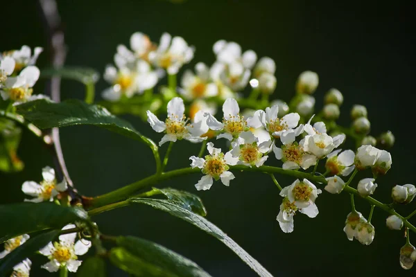 Blühender Vogelkirschbaum Prunus Padus Zürgel Hagel Oder Mayday Baum Mai — Stockfoto