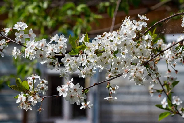 Kirschblüten Bauernhaus Weiße Blütenblätter — Stockfoto