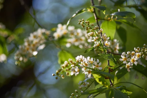 Cerisier Fleurs Prunus Padus Hackberry Hagberry Mayday Mai Printemps — Photo