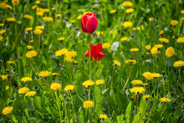 Красные Тюльпаны Среди Желтых Одуванчиков Садовые Цветы Посреди Дикой Природы — стоковое фото