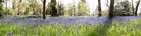 Bluebells ormanlık Glade içinde