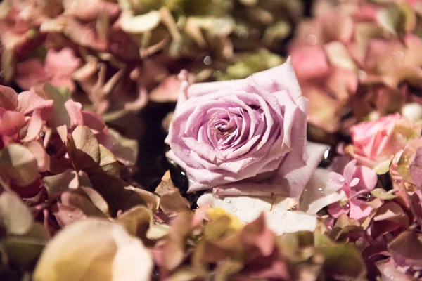 Surtido de flores de verano en un fondo de marco completo —  Fotos de Stock