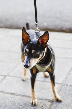Siyah chihuahua köpek doberman tarzı