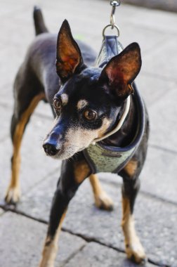 Siyah chihuahua köpek doberman tarzı