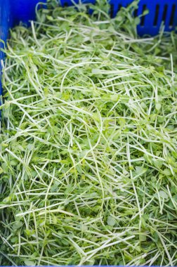 Geleneksel soya filizi görüntüsü