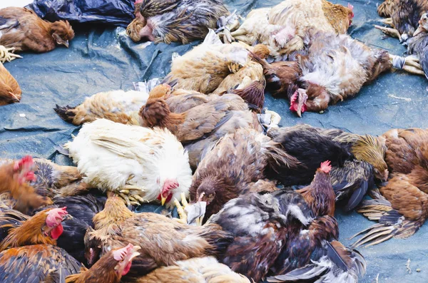 Sokak pazarında katledilmeyi bekleyen ördek ve tavukların görüntüsü