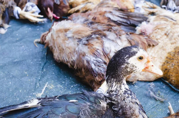 image of ducks and chickens waiting to be slaughtered in a street market