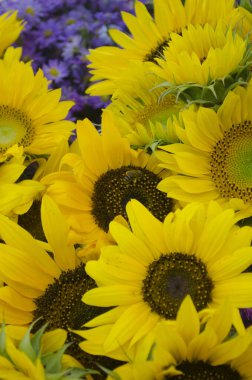 İşçi arılı ayçiçeği