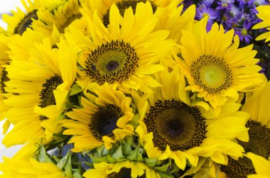 İşçi arılı ayçiçeği