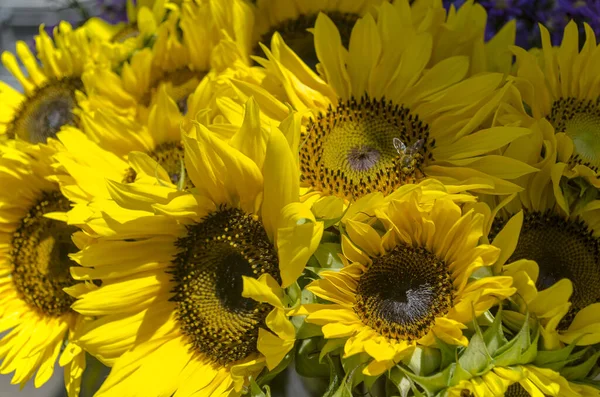 Sunflower flower with worker bee