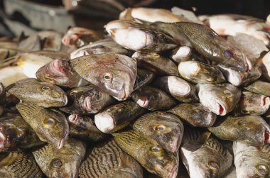 Örümcek balığı Sparidae bocayte pazarda masa olarak satılıyor.