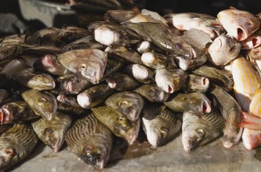 Örümcek balığı Sparidae bocayte pazarda masa olarak satılıyor.