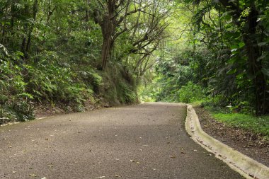 Kırsal yol, ıslak gölgelerle çevrili..