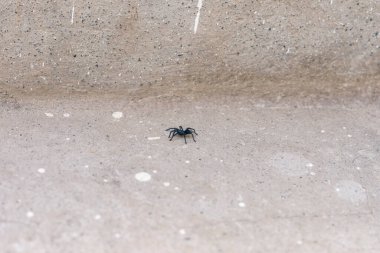 Tarantulalar Lycosidae familyasının en büyük örümcekleridir (Lycosidae), özellikle Lycosa tarantula cinsi üyeleridir.