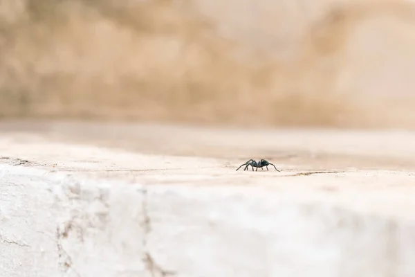 툴라는 Lycosidae Lycosa Tarantula Lycosa 거미이다 — 스톡 사진
