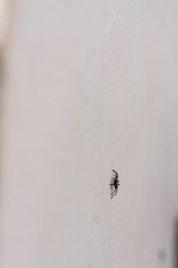 Tarantulalar Lycosidae familyasının en büyük örümcekleridir (Lycosidae), özellikle Lycosa tarantula cinsi üyeleridir.