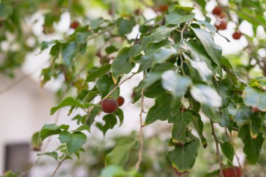 Seylan Bektaşi üzümü, ketembilla ve kitambilla adlarıyla Dovyalis hebecarpa, Sri Lanka ve Güney Hindistan 'a özgü bir bitki türü.