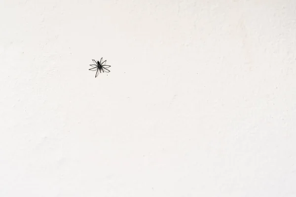 Vogelspinnen Sind Die Größten Spinnen Der Familie Der Lycosidae Lycosidae — Stockfoto