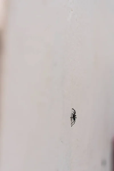 番石榴是番石榴科 Lycosidae 中最大的蜘蛛 尤其是番石榴属 Lycosa Tarantula — 图库照片