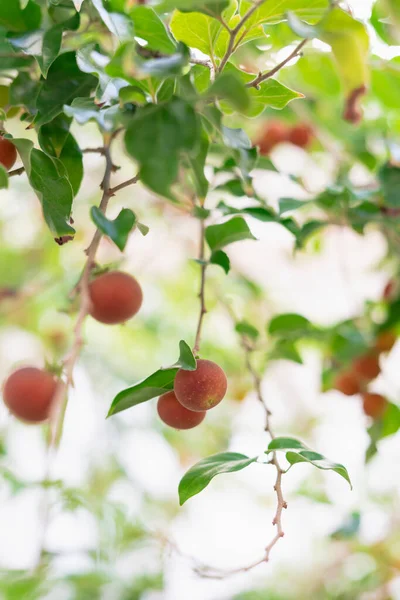 Dovyalis Hebecarpa Com Nomes Comuns Ceylon Gooseberry Ketembilla Kitambilla Uma — Fotografia de Stock