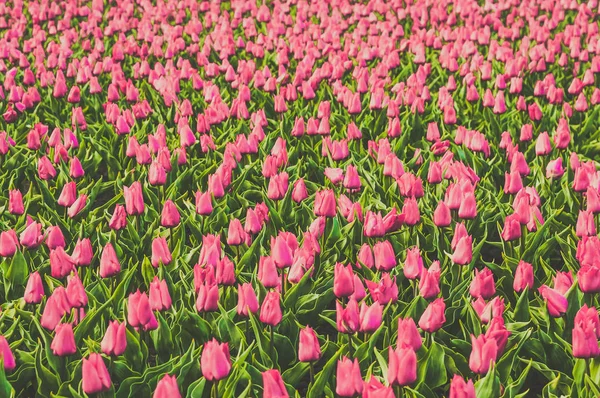 Field of beautiful ping tulips in spring. Flowers landscape background — Stock Photo, Image