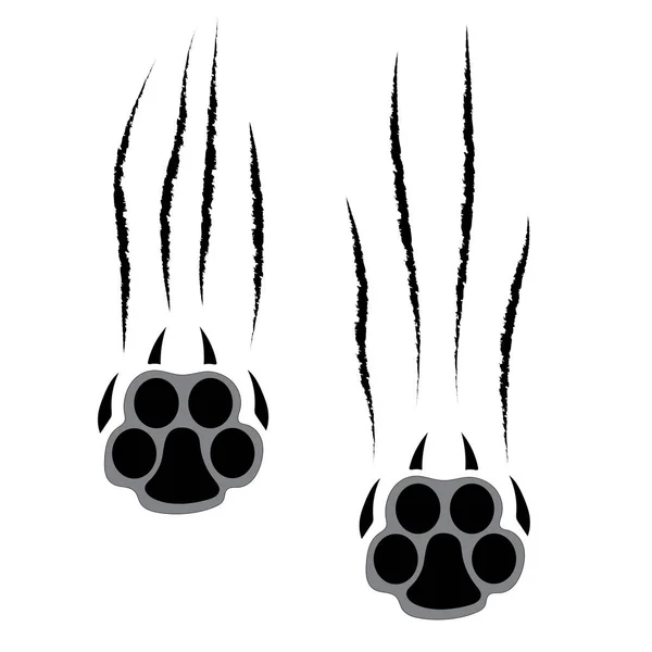 Ayak izleri büyük bir kedi. Panter veya kaplan izleri