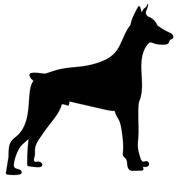 Silhouette of a dog.Vector illustration of doberman pinscher. — Stock Vector