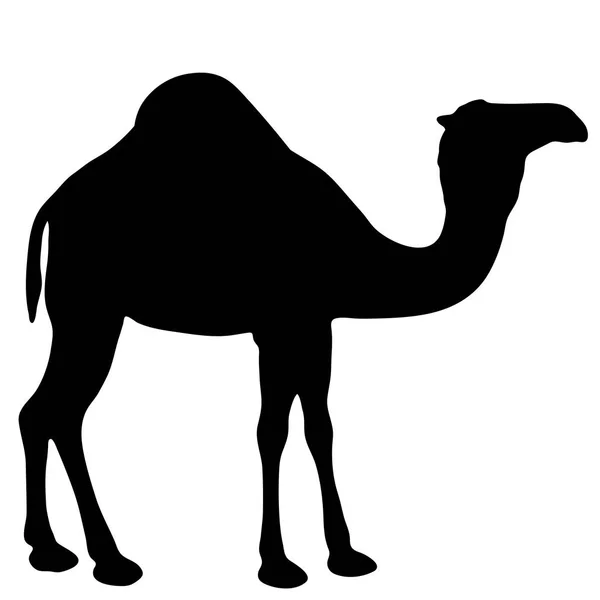 Silhouette vettoriale in bianco e nero di un cammello — Vettoriale Stock