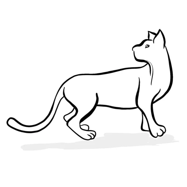 Cat Icon Black White Silhouette Animal Domestic Cat Hunts Mouse — Stock Photo, Image