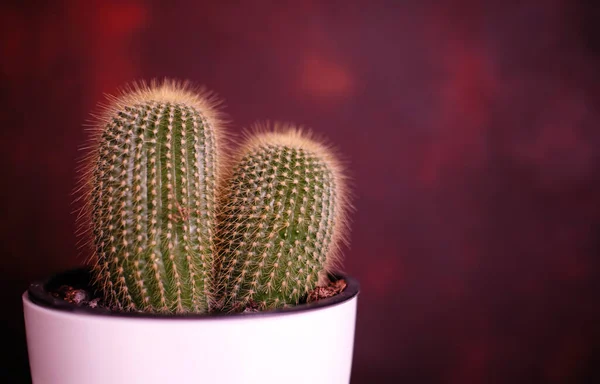 Cactus Simple Avec Des Épines Dans Fond Coloré — Photo