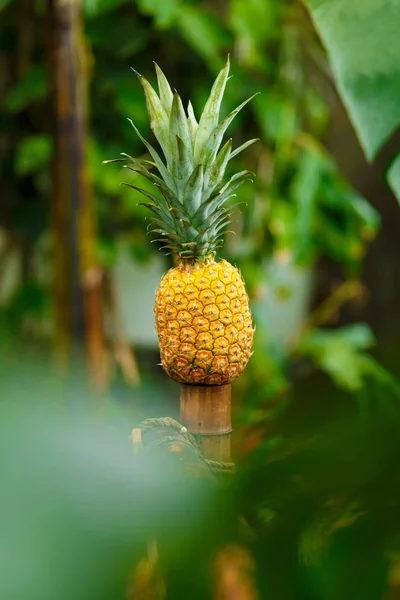 Juicy and beautiful pineapple in the tropics — Stock Photo, Image