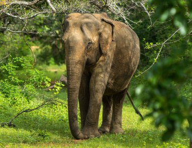 Asya genç fil, doğa arka plan. Yala, Sri Lanka